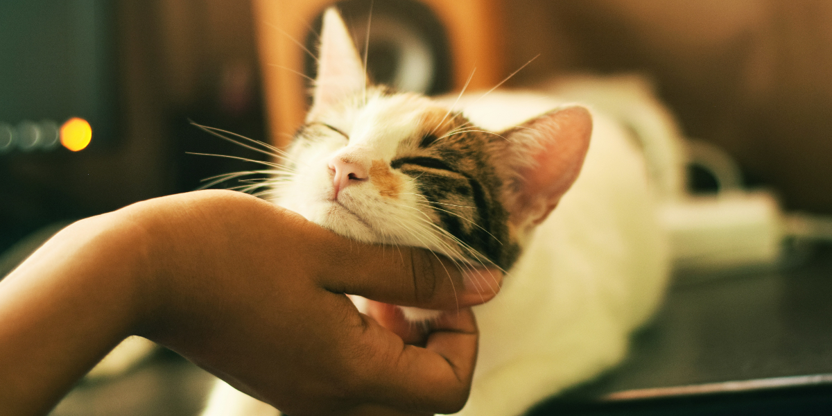 Kedi